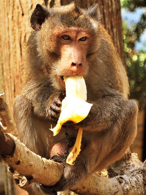 pictures of monkeys eating bananas|monkey sucking a banana.